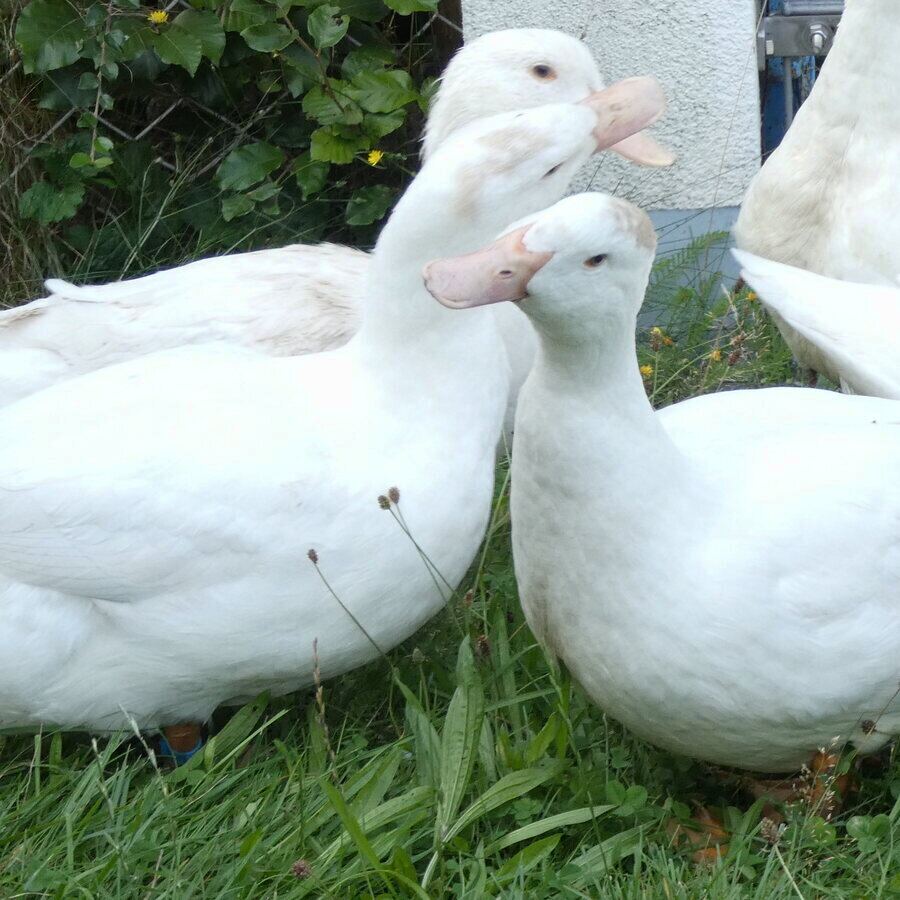 Gänse auf der Wiese