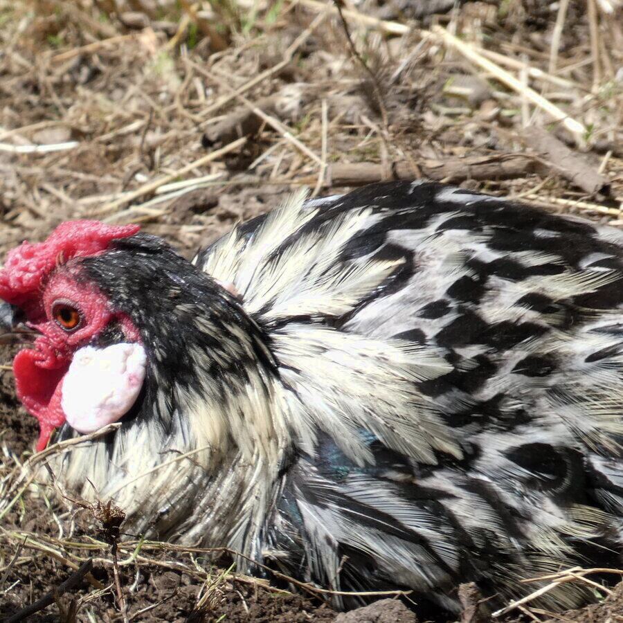 Huhn auf dem Familienhof Hermann